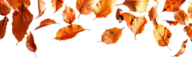 Fall Leaves Isolated on a Transparent Background