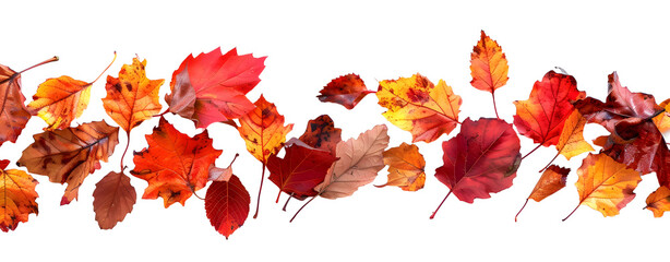 Fall Leaves Isolated on a Transparent Background