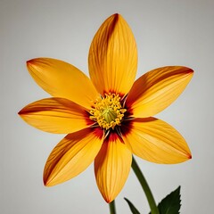 Obraz premium A single, vibrant yellow flower with red accents blossoms against a plain grey background.