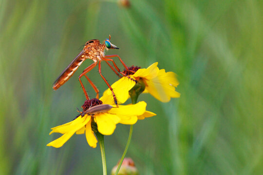 A robber fly on flowers in Duette, Florida. Probably a species in the genus Diogmites. Check ID with an expert if accuracy is important to your project. 