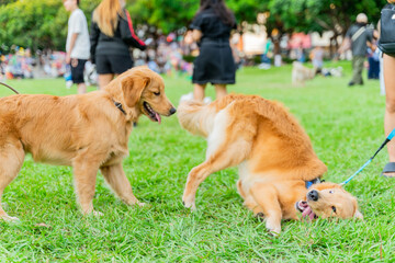The cute and naughty golden retrievers took advantage of the weekend to play with their owners