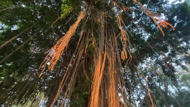 Aerial Roots of the Benjamin Fig or Ficus Tree