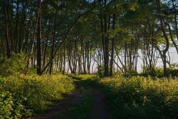 Obraz premium Deciduous forest adjacent to the beach on the Baltic Sea coast on a sunny summer day, Curonian Spit, Kaliningrad region, Russia