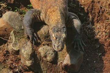 a Komodo dragon crawling on the rocks in the morning