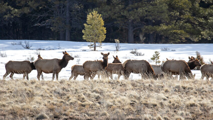 Elk Herd
