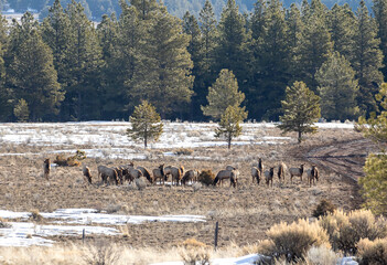 Elk Herd