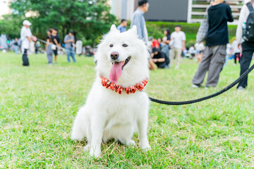 Enjoy a wonderful afternoon with your Samoyed