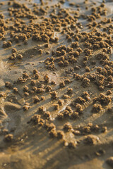  Close-up of Beach Sand photo