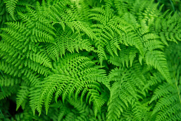 Fern leaves background. Close-up view of vibrant green leaves pattern. Natural beauty