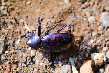 Photography of dead body of black horned beetle isolated. Background of beautiful and exotic animals in the wild. Animal Wildlife. Animal Macros. Fauna Photography. Macro Photography Concept
