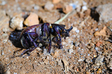 Photography of dead body of black horned beetle isolated. Background of beautiful and exotic animals in the wild. Animal Wildlife. Animal Macros. Fauna Photography. Macro Photography Concept