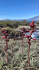 flowers in the desert