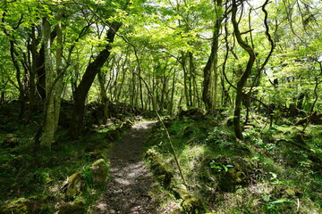 spring forest footpath in the gleaming sunlight