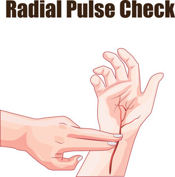 radial pulse check on the hand illustration