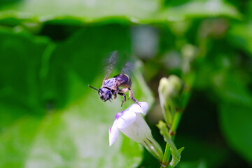 Photograph of small bee sucking nectar on white flower. Background of beautiful and exotic animals in the wild. Animal Wildlife. Animal Macro. Fauna Photgraphy. Macro Concept