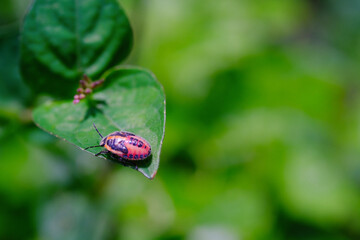 Photograph of Perillus Bioculatus type bed bug on a leaf. Background of beautiful and exotic animals in the wild. Animal Wildlife. Animal Macros. Fauna Photography. Macro Concept