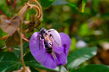 Photograph of small bee sucking nectar on Purple flower. Background of beautiful and exotic animals in the wild. Animal Wildlife. Animal Macros. Fauna Photography. Macro Concept