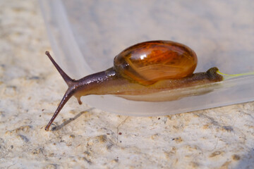 Photography of tiny snail crawling down on transparent plastic. Background of beautiful and exotic animals in the wild. Animal Wildlife. Animal Macros. Fauna Photography. Macro Photography Concept