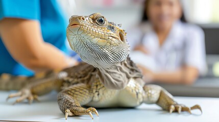 A reptile undergoing physical therapy in a specialized clinic, with a vet using rehabilitation equipment to aid its recovery