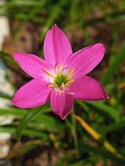 pink rain lilies in bloom