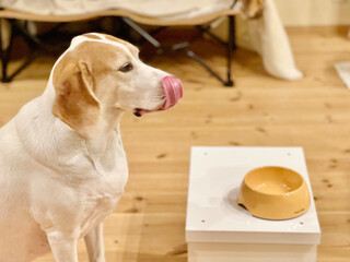 空のフードボウルの前で舌で鼻をなめる犬