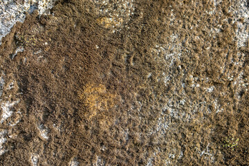 wallpaper background . the walls of abandoned old buildings have black moss growing on the walls of the houses