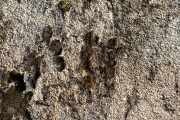 wallpaper background . the walls of abandoned old buildings are covered with black moss that has peeled off the walls of the house