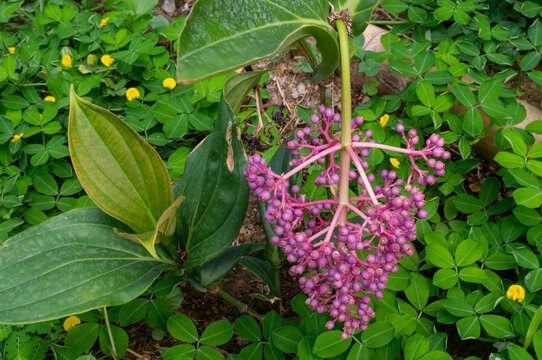Racimo de uvas rodeado de grama verde 