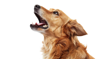 Golden Retriever in Profile Howling Against Clean Background