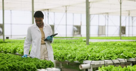Plants, tablet and woman scientist in greenhouse doing research or studying botany. Science, digital technology and young African female researcher checking eco friendly greenery in agriculture space - Powered by Adobe