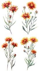 Set of Gaillardia Flower Watercolor Illustration on White Background