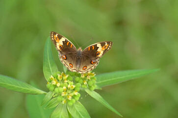 Brown butterfly with orange spots resting on green plant.