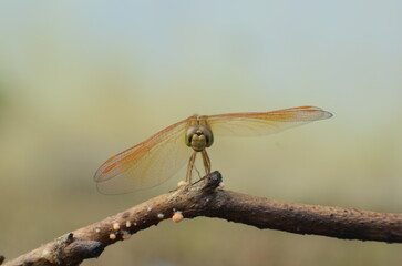 A dragonfly perched on a branch.