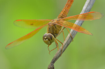 Close-up of a dragonfly with red wings perched on a branch.
