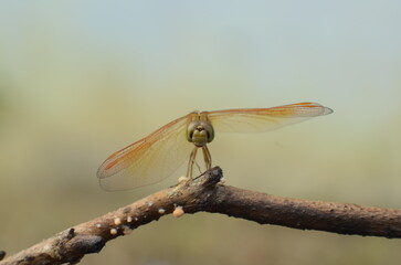 Dragonfly perched on a branch.