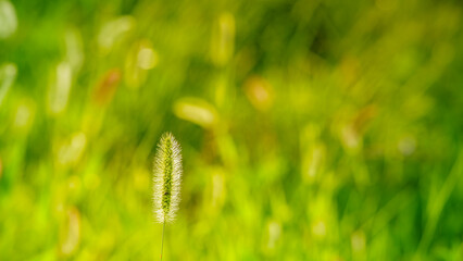 Green foxtail (green bristlegrass) at sunset, Green and yellow blurred out of focus background