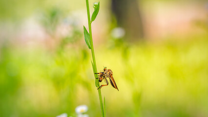 Robber fly preying on a fly