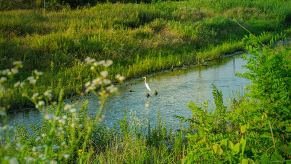 Lazy and peaceful river scenery, A little egret is resting in the late afternoon