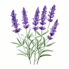 Naklejka premium an ai generated image, bouquet of fresh irises is isolated