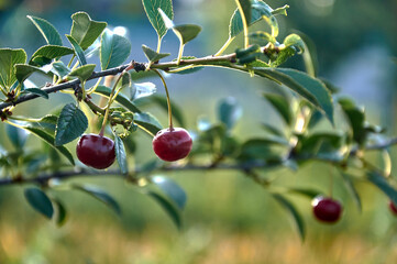 A pair of red ripe cherry berries hanging on a branch of a cherry tree.