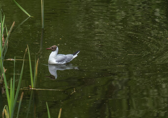 A seagull on the lake water on a summer day.