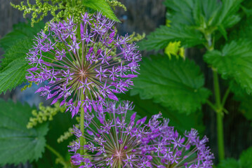 Blooming decorative bow close-up.