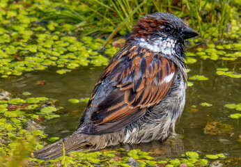 A sparrow swims in the water of the lake in close-up.