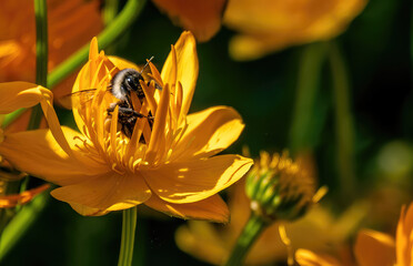 Bumblebee near a flower in the garden close-up.