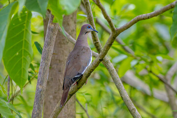 Paloma Ala Blanca (Zenaida asi&aacute;tica).