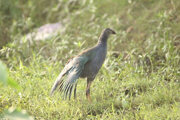 swamphen in swamp