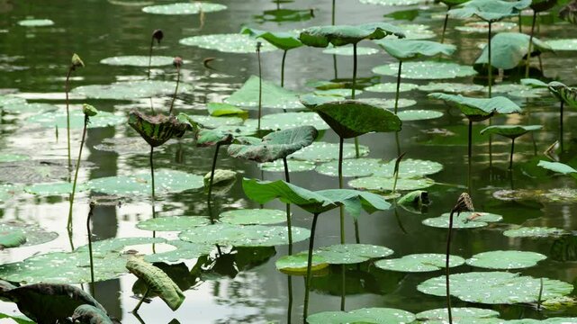 Lily Pads Over Still Lake Water With Reflection. Close-up Shot