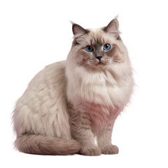 Fototapeta premium Ragdoll cat with long fur and blue eyes sitting and looking forward. Studio pet portrait isolated on transparent background. Feline and animal concept for design and print.