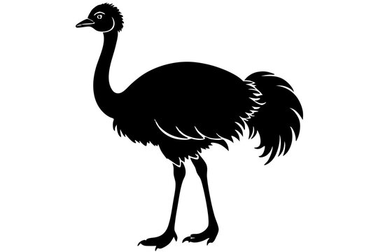 recommend clip art: Ostrich silhouette vector, ostrich emu bird vector illustration
                    