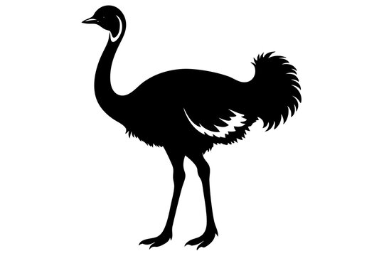 recommend clip art: Ostrich silhouette vector, ostrich emu bird vector illustration
                    